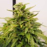 Качественные семена Auto Purple Haze