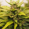 Купить семена Auto Purple Haze