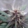 Качественные семена Auto Purple Kush