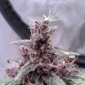 Купить семена Auto Purple Kush