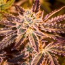Purple Kush