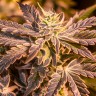 Purple Kush