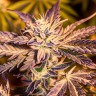 Purple Kush