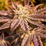 Purple Kush