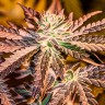 Purple Kush