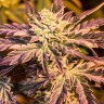 Purple Kush