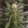 Качественные семена Zkittlez