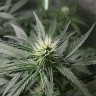 Купить семена Zkittlez