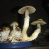 споры Cubensis B+