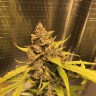 Качественные семена Auto Sour Diesel