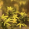 Купить семена Auto Sour Diesel