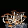 Споровый отпечаток гриба Cubensis Golden Teacher
