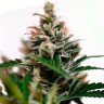 CBD Amnesia