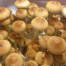 Споры грибов Cubensis Burma