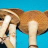 Споровый отпечаток Cubensis Colombian Rust/Red Spore