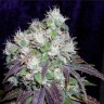 Качественные семена Lavender