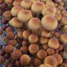 Стерильные отпечатки Cubensis Ecuador