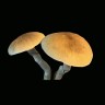Споровые отпечатки грибов Cubensis Hawaii