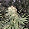 Качественные семена Auto Strawberry Haze