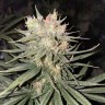 Купить семена Auto Strawberry Haze