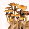 купить отпечатки гриба Cubensis Koh Samui