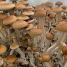 Споровые отпечатки Cubensis Koh Samui