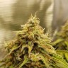 Качественные семена Auto Super Lemon Haze