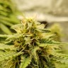 Купить семена Auto Super Lemon Haze